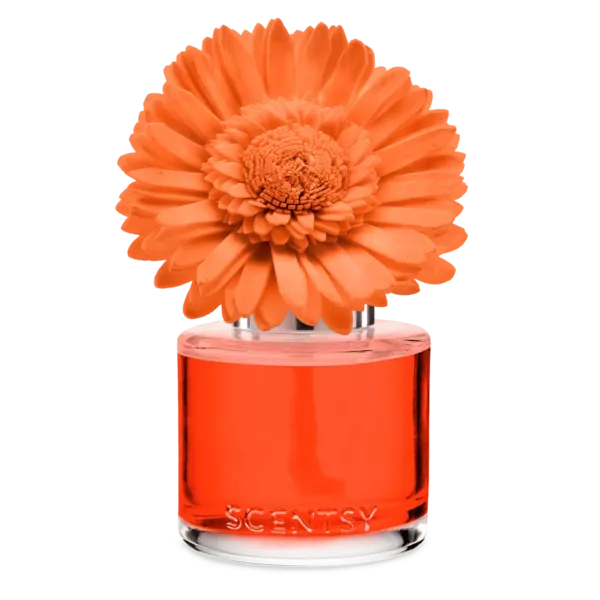 Sunset Cocktail - Dainty Daisy Fragrance Flower
