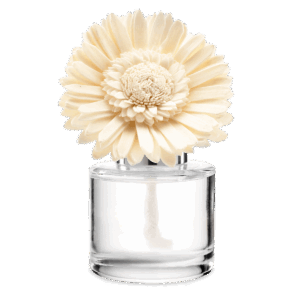 Berry Sweet - Dainty Daisy Fragrance Flower