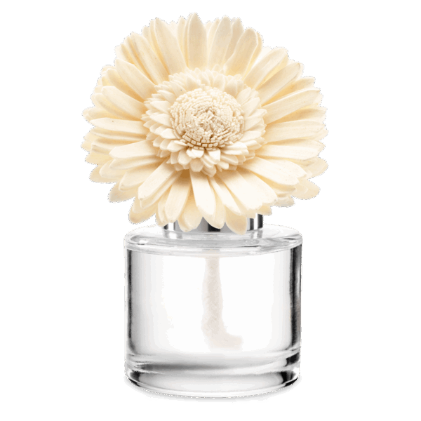 Berry Sweet - Dainty Daisy Fragrance Flower