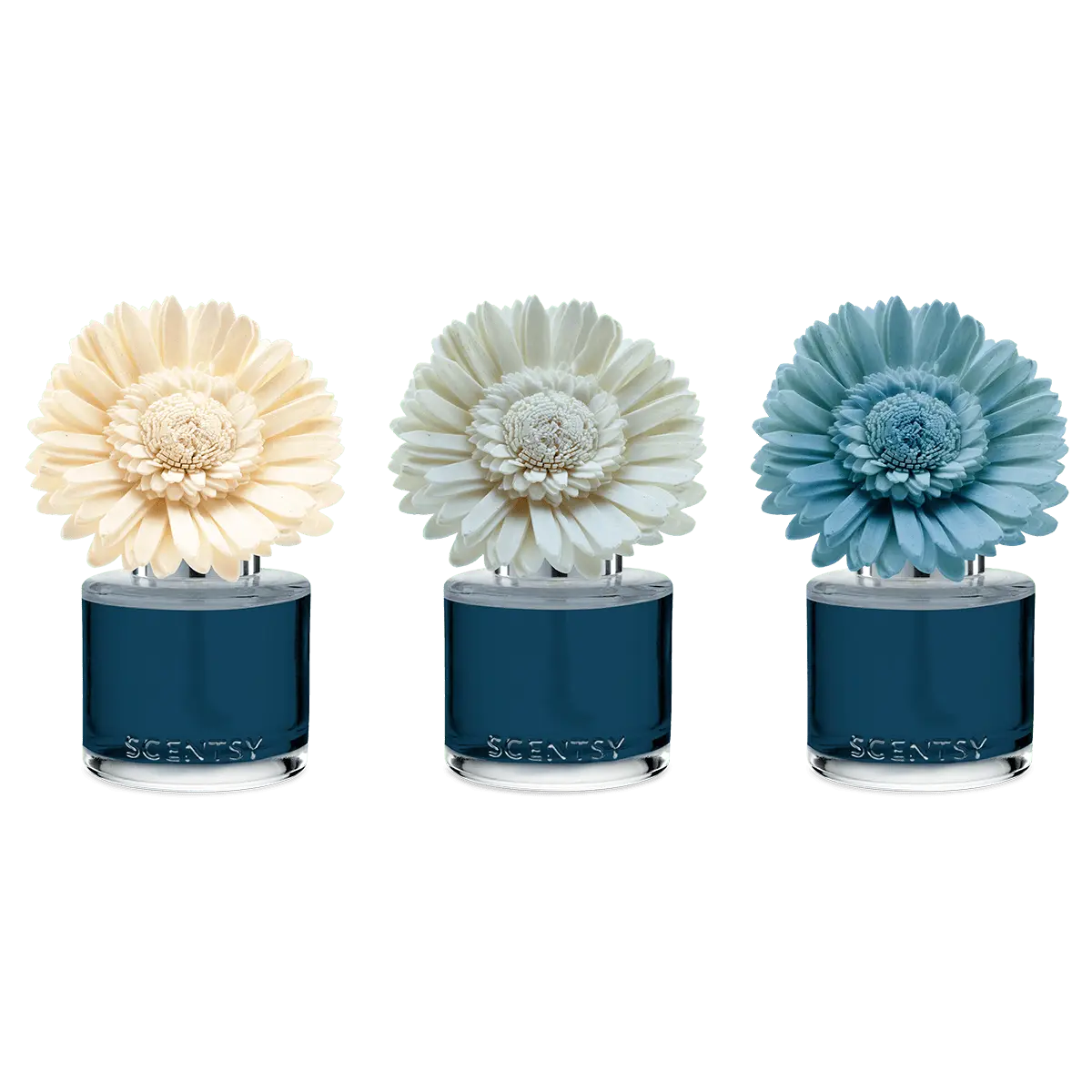 Sorrento Breeze - Dainty Daisy Fragrance Flower - Image 3