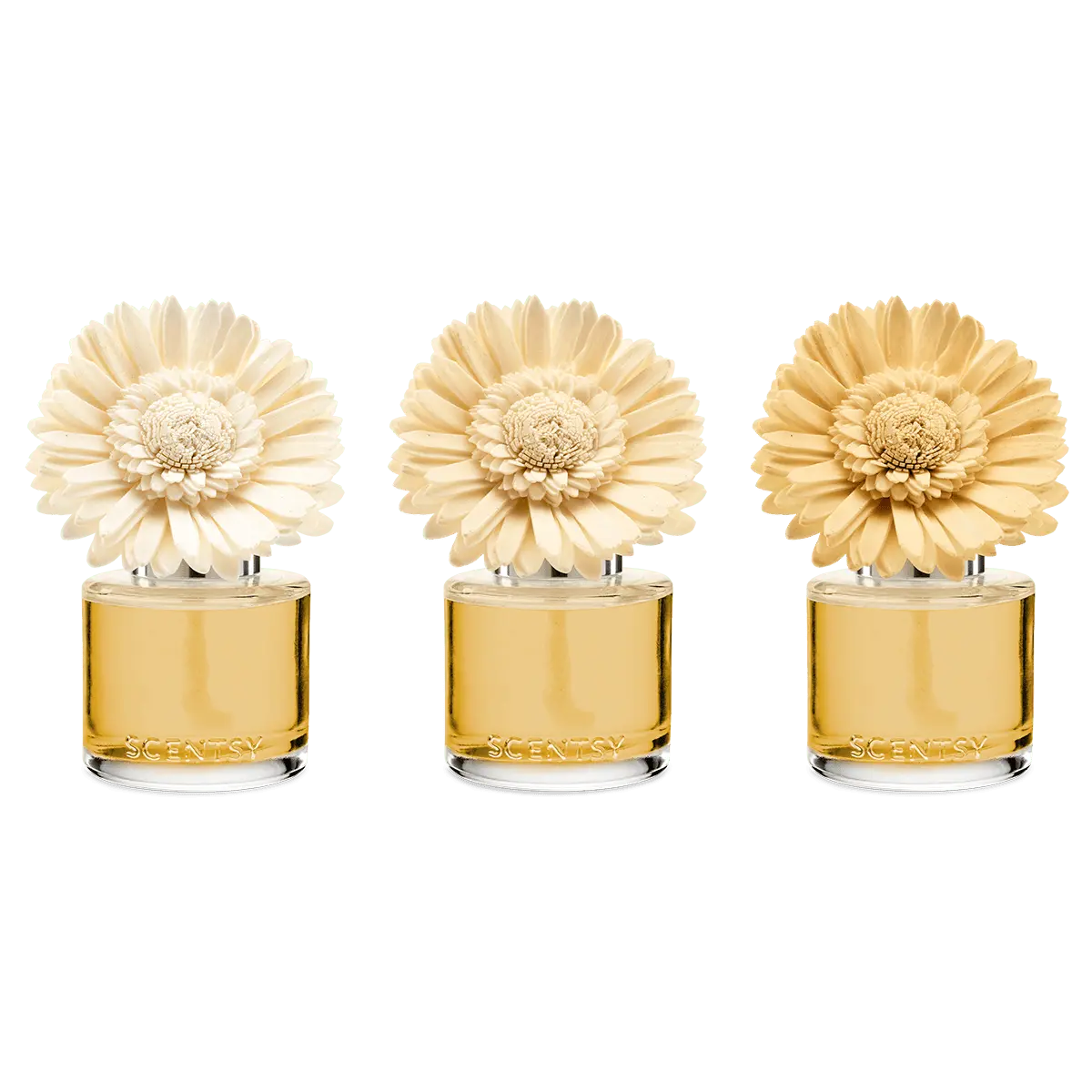 Sun-Drenched Cotton - Dainty Daisy Fragrance Flower - Image 3