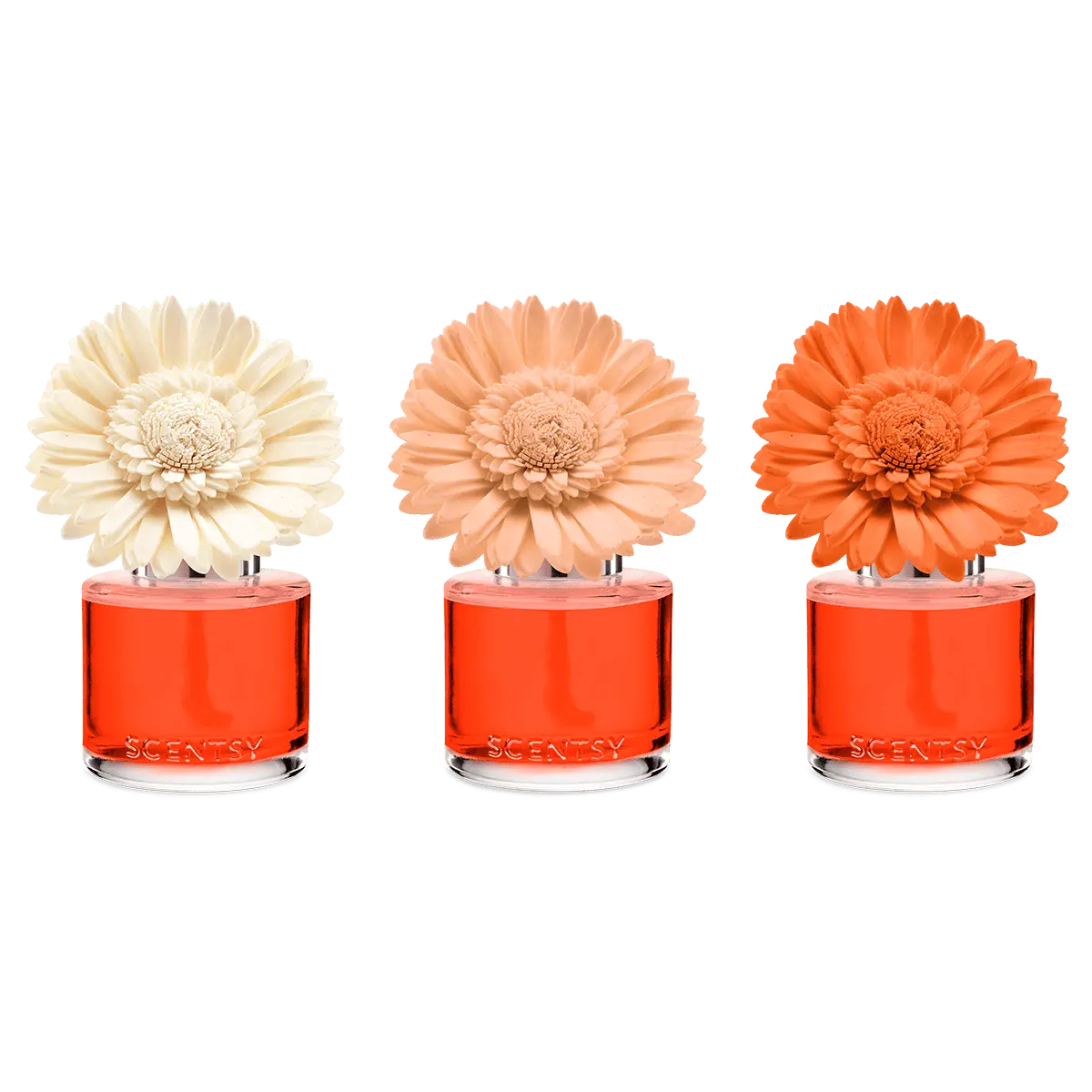 Sunset Cocktail - Dainty Daisy Fragrance Flower - Image 3