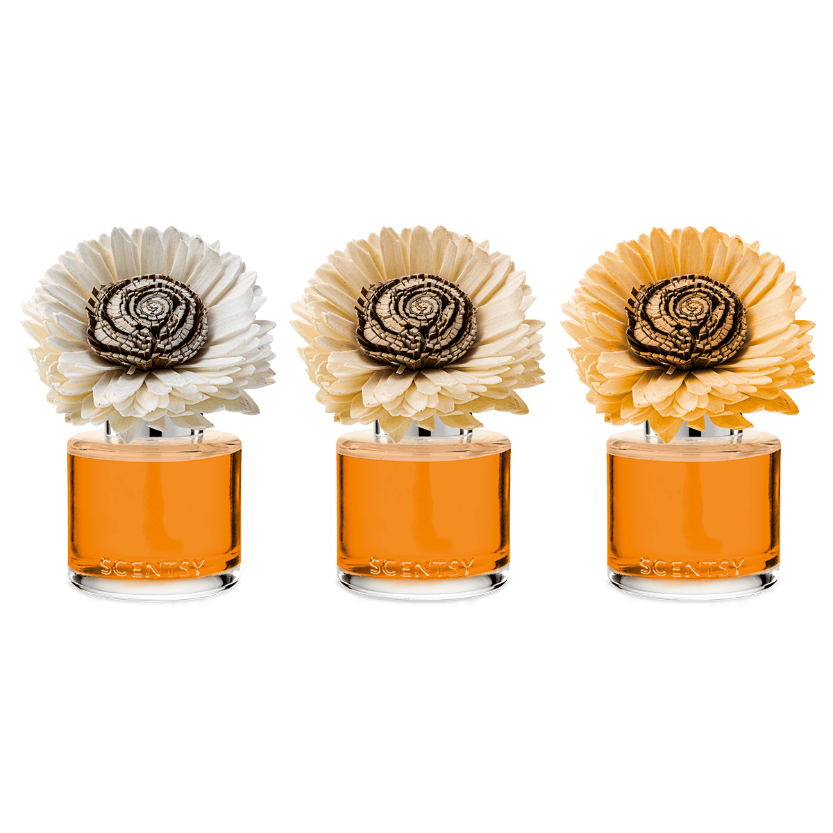 Spiced Pecan Crème – Stunning Sunflower Fragrance Flower - Image 3
