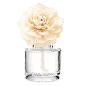 Go, Go, Mango - Dahlia Darling Fragrance Flower