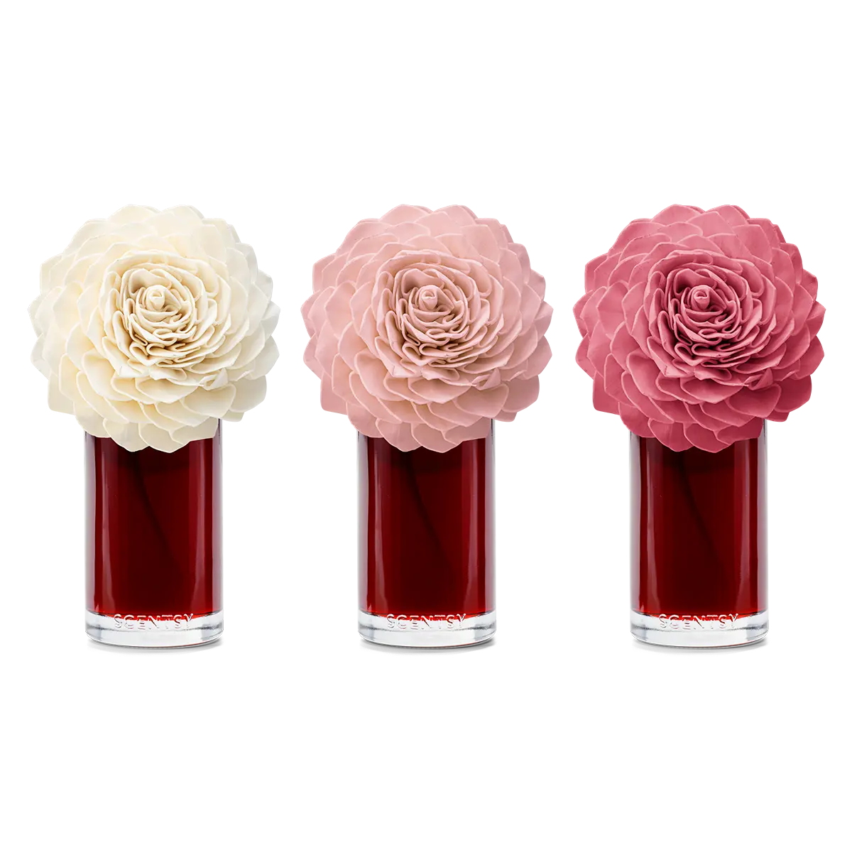 Vanilla Rose — Large Dahlia Darling Fragrance Flower - Image 3