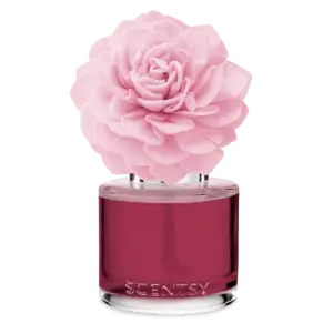 Sweetheart Sugar Cookie - Dahlia Darling Fragrance Flower