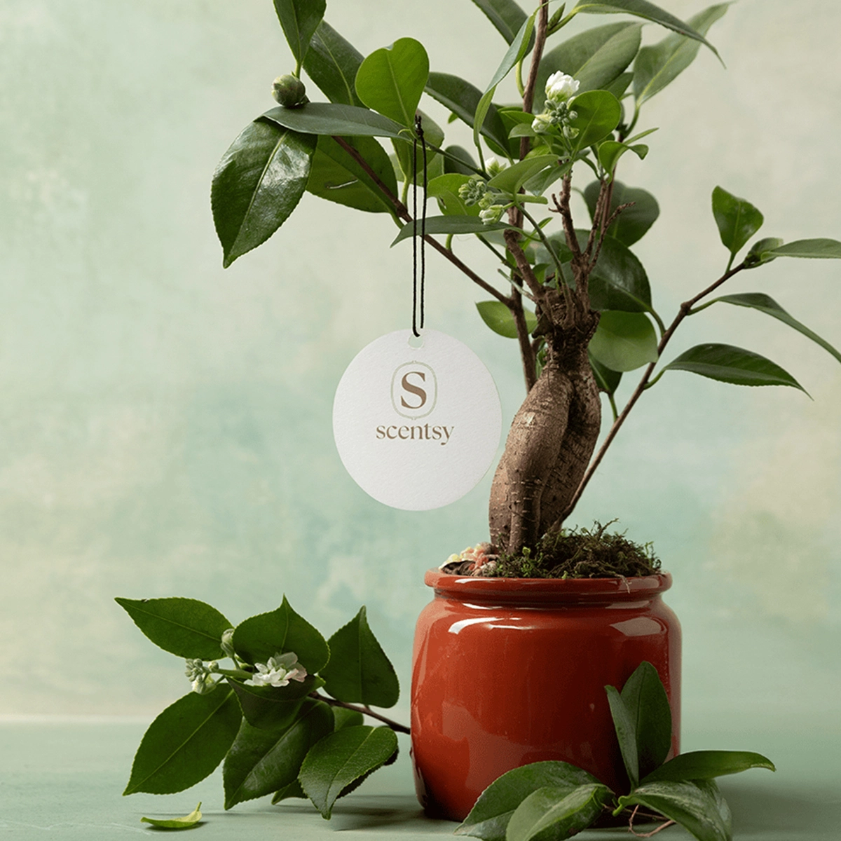 Ted Lasso – Scent Circle Bundle - Image 5